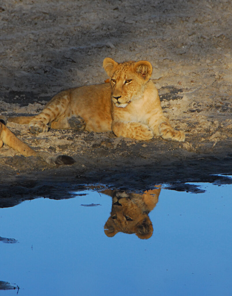 Botswana Lion