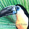 Toucan watercolour